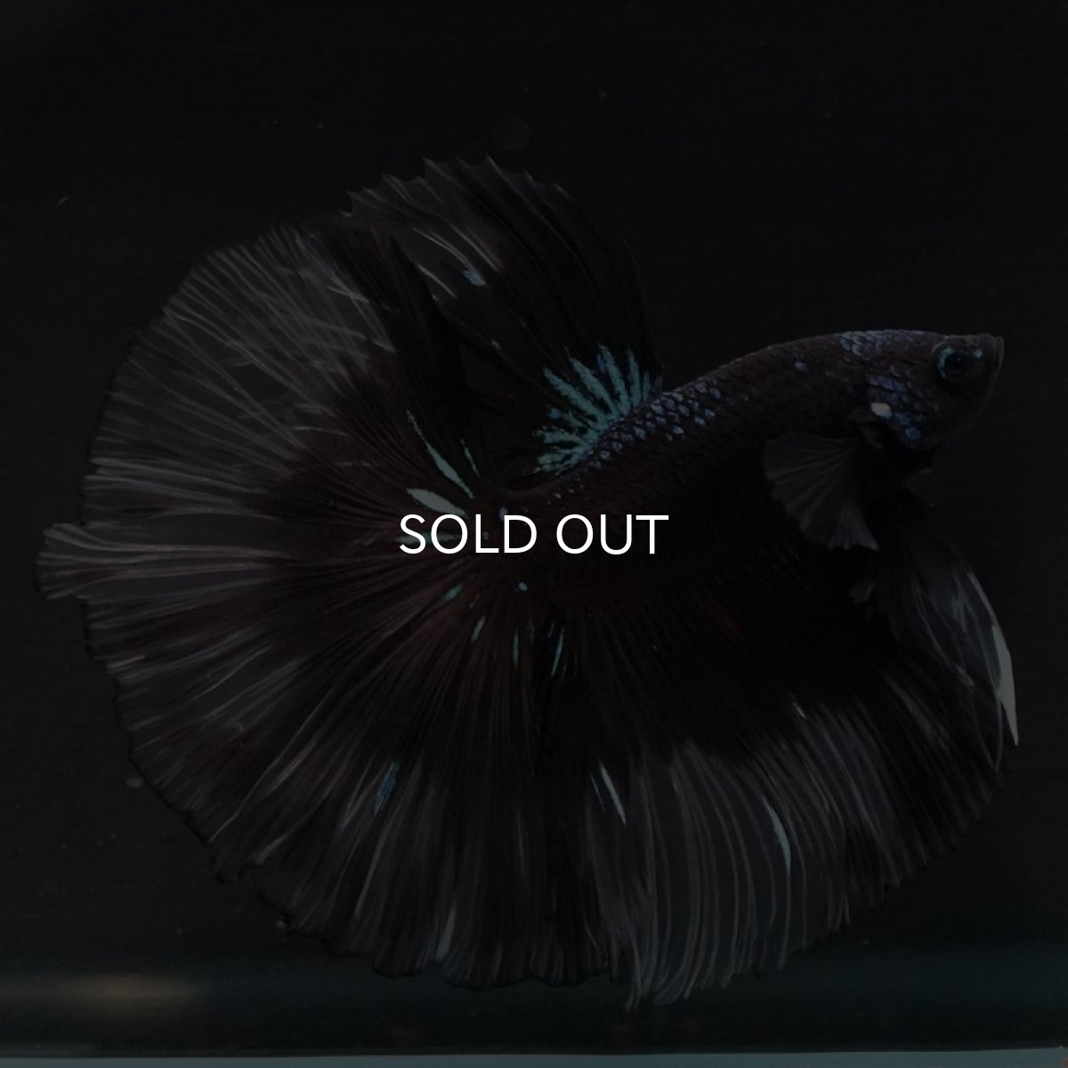 画像8: HM ブルーブラッククリアフィン (8)