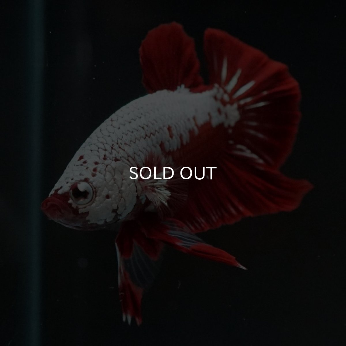 画像8: HMPK レッドサムライ (8)