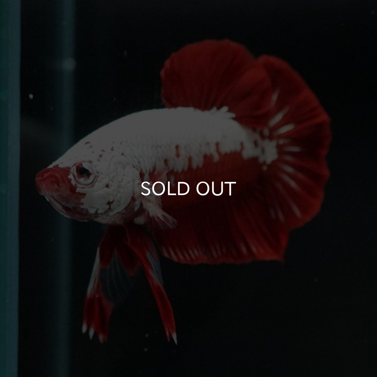 画像7: HMPK レッドサムライ (7)