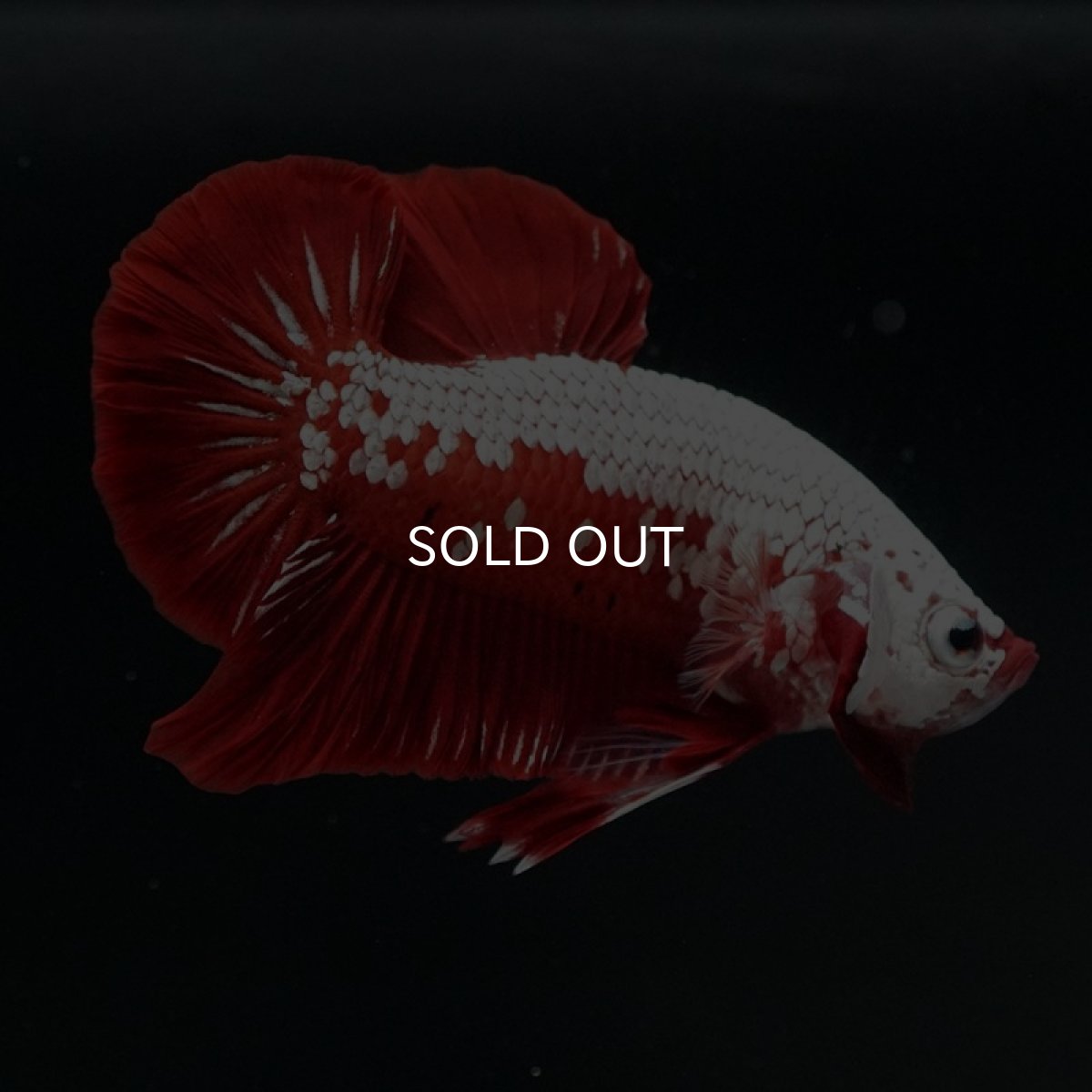 画像6: HMPK レッドサムライ (6)