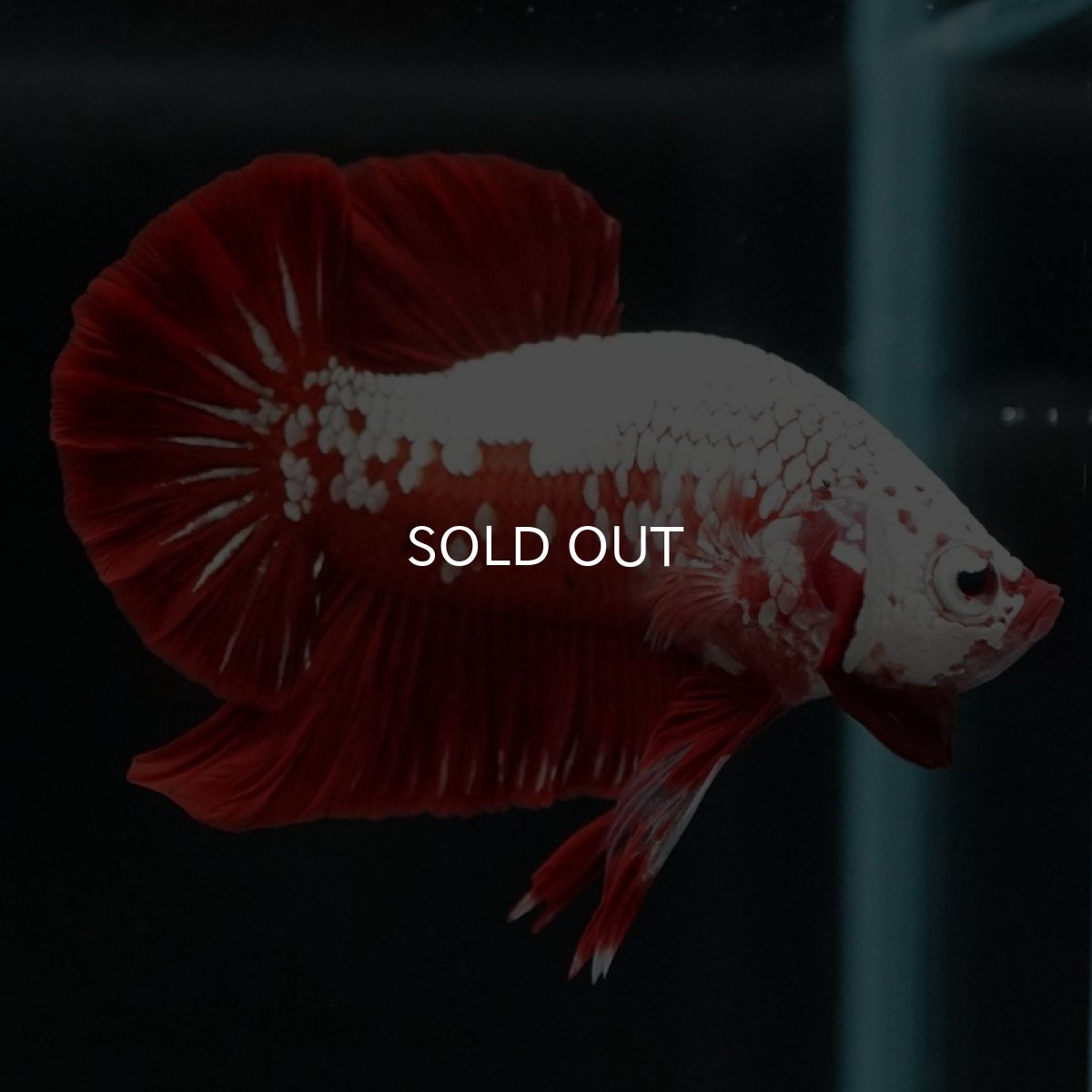 画像5: HMPK レッドサムライ (5)