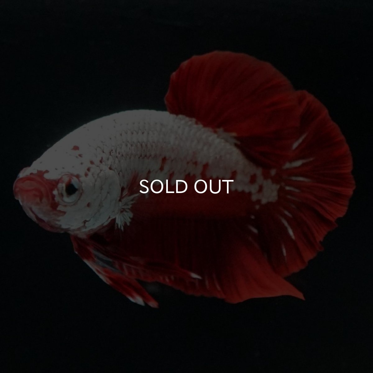 画像4: HMPK レッドサムライ (4)