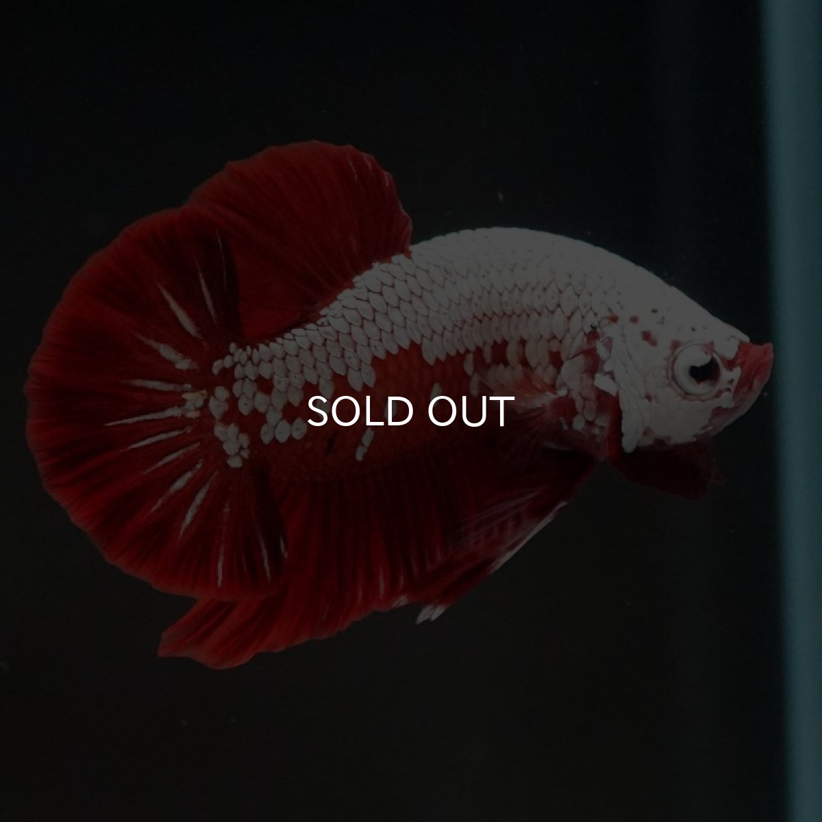 画像2: HMPK レッドサムライ (2)