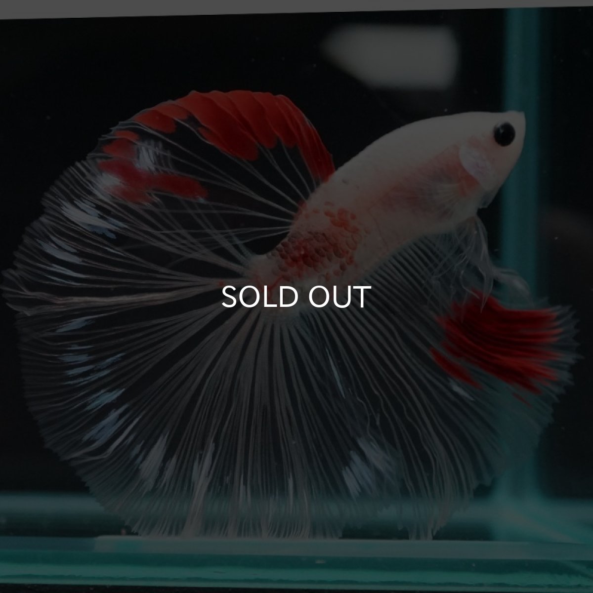 画像4: HM　紅白クリアフィン (4)