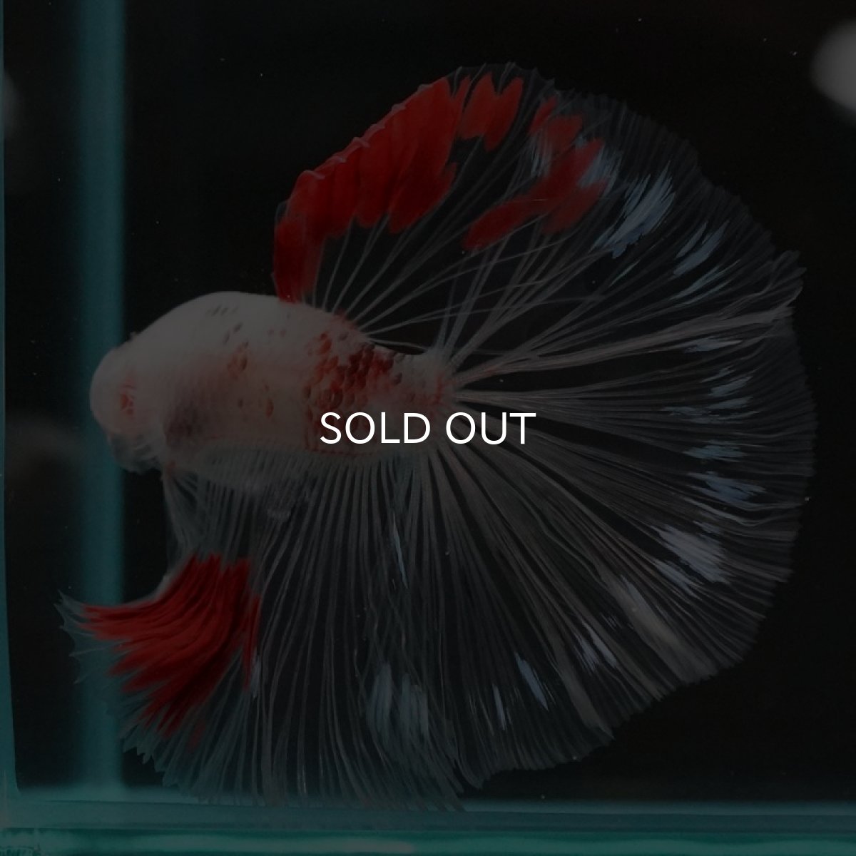 画像5: HM　紅白クリアフィン (5)