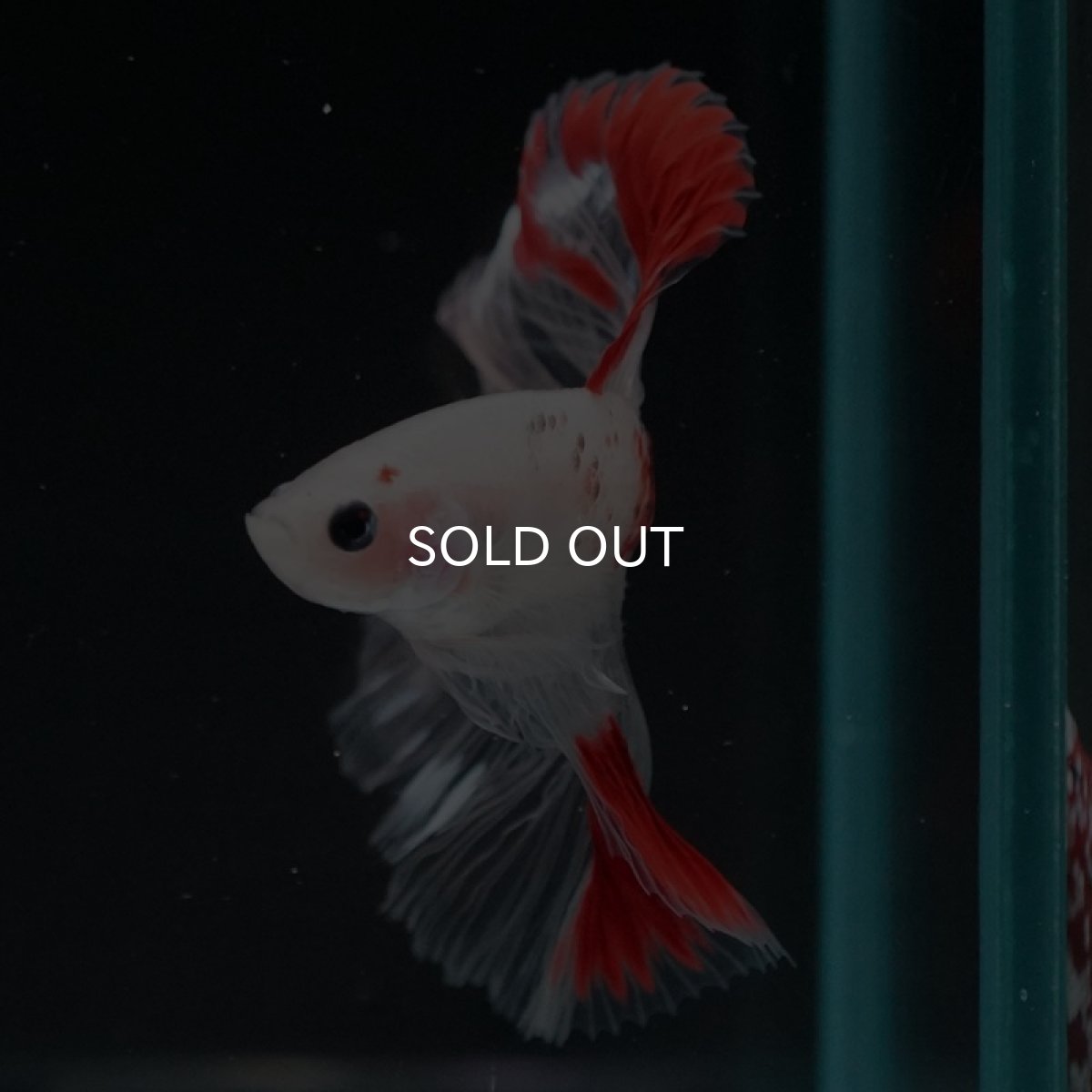 画像2: HM　紅白クリアフィン (2)