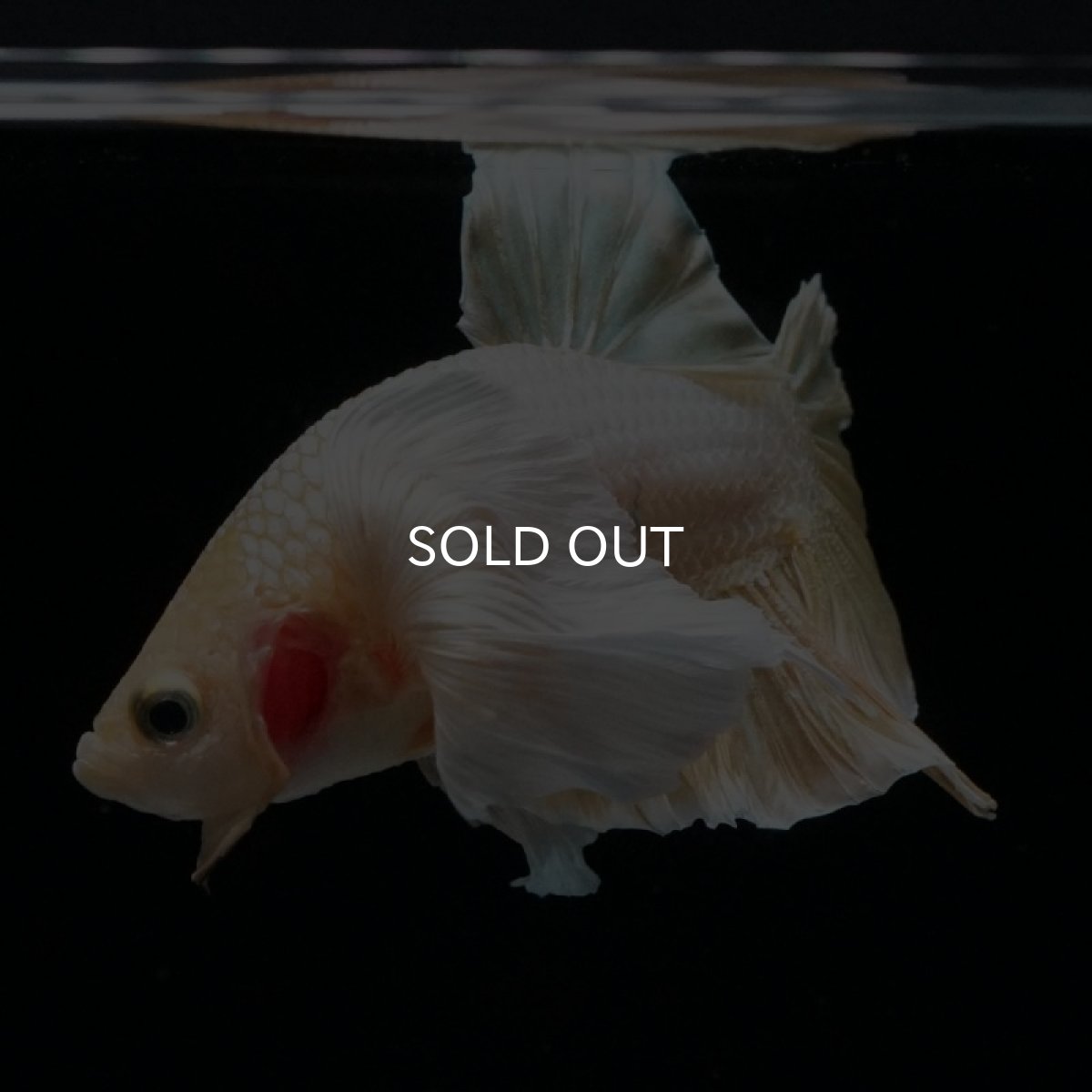 画像5: HMPKダンボ イエローゴールド ヒレ欠け (5)