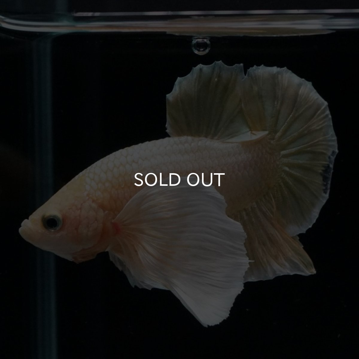 画像2: HMPKダンボ イエローゴールド ヒレ欠け (2)