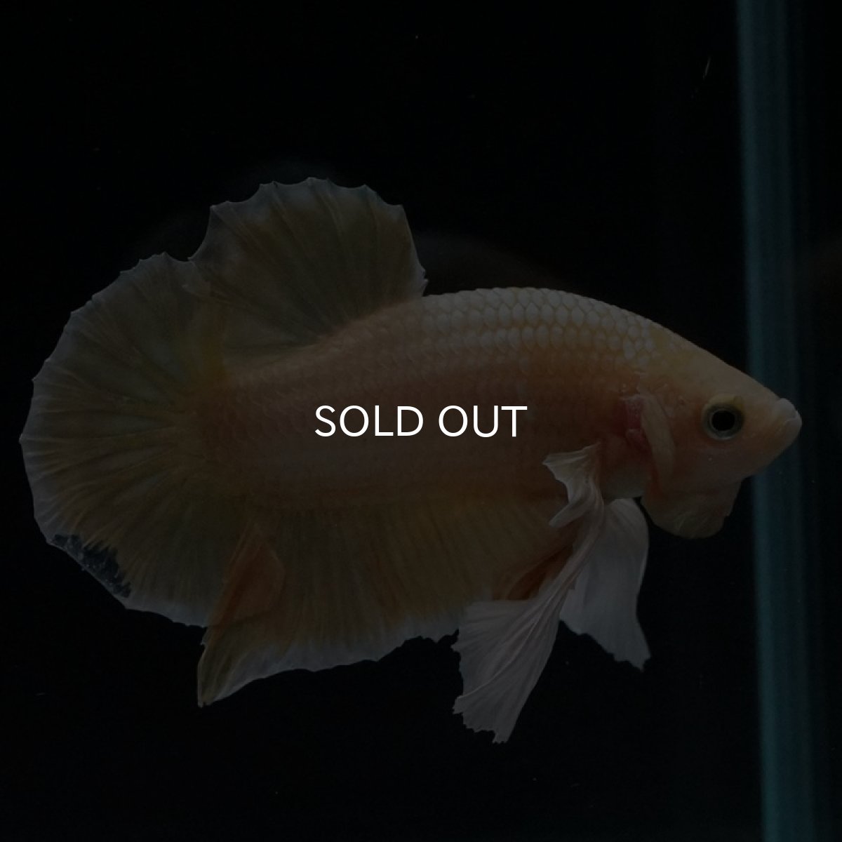 画像4: HMPKダンボ イエローゴールド ヒレ欠け (4)