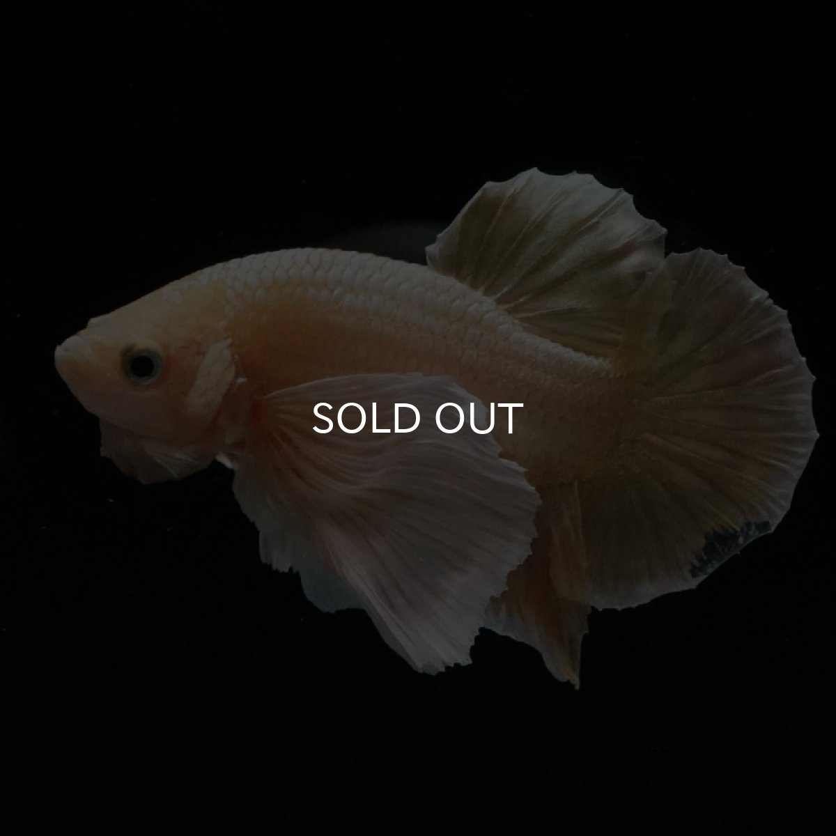 画像3: HMPKダンボ イエローゴールド ヒレ欠け (3)