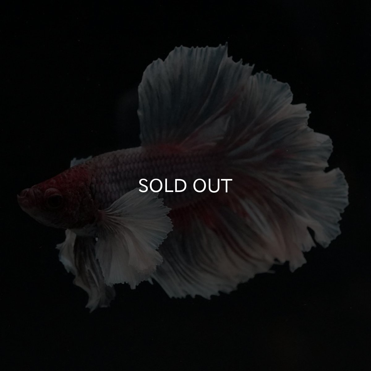 画像8: HM　ダンボ　フェザーテール (8)