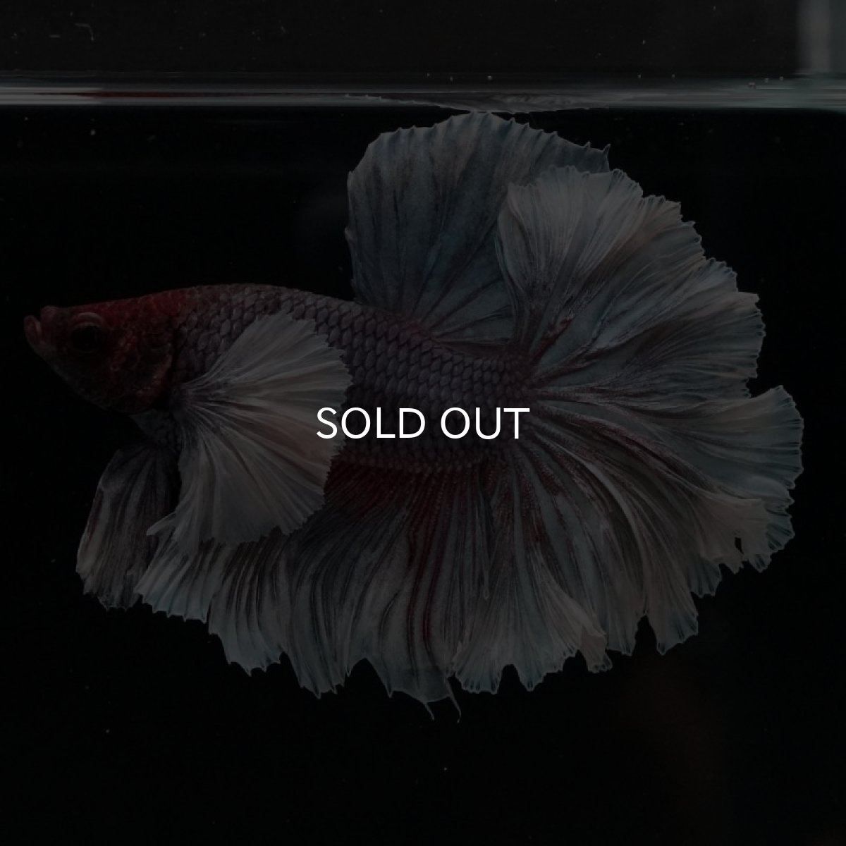 画像6: HM　ダンボ　フェザーテール (6)