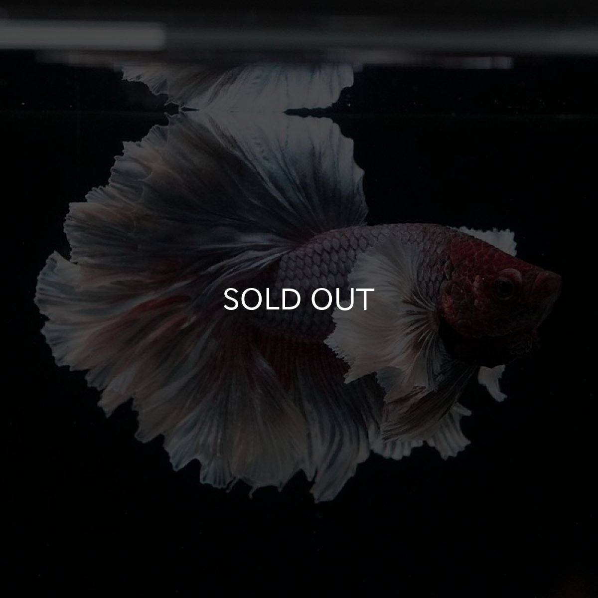 画像4: HM　ダンボ　フェザーテール (4)