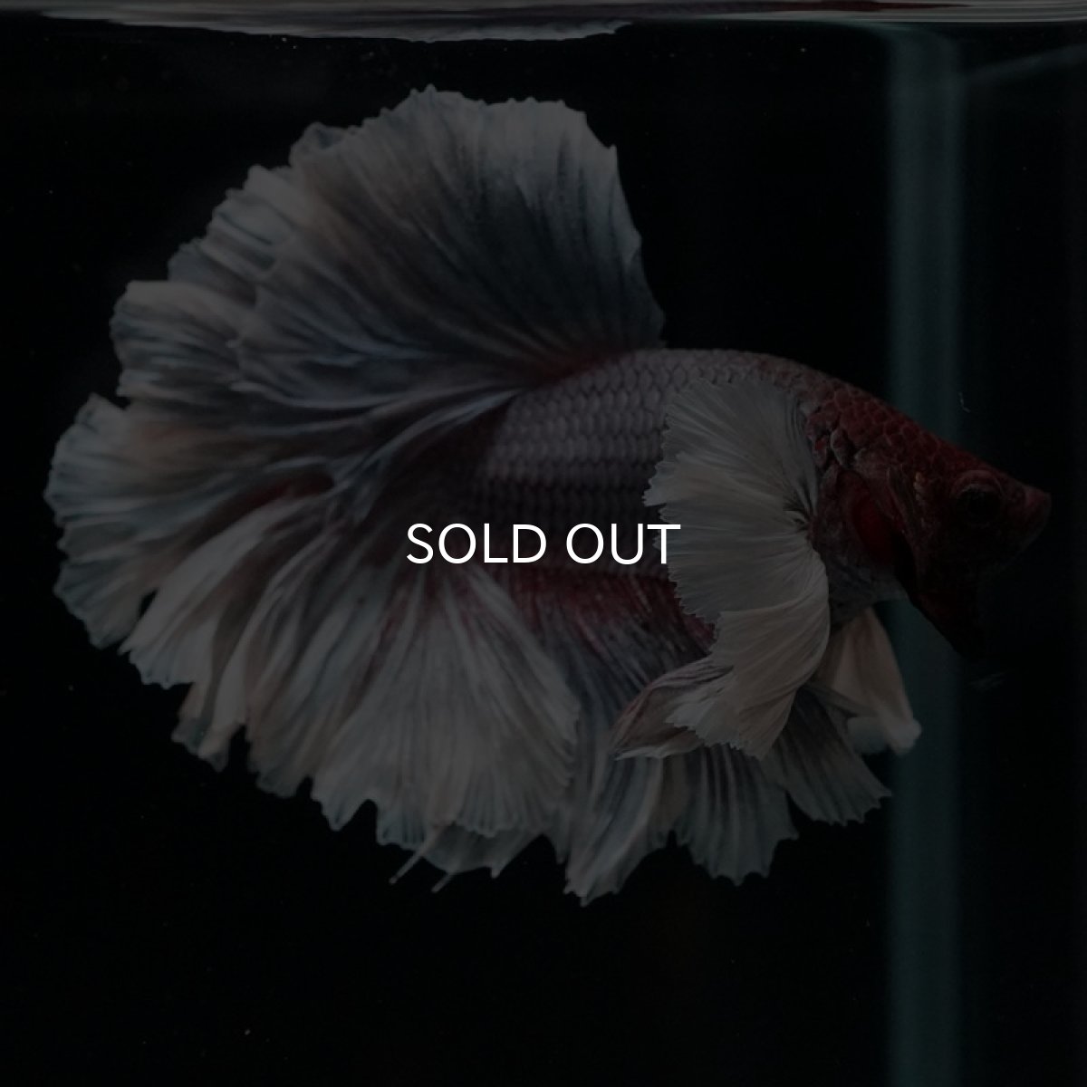 画像3: HM　ダンボ　フェザーテール (3)