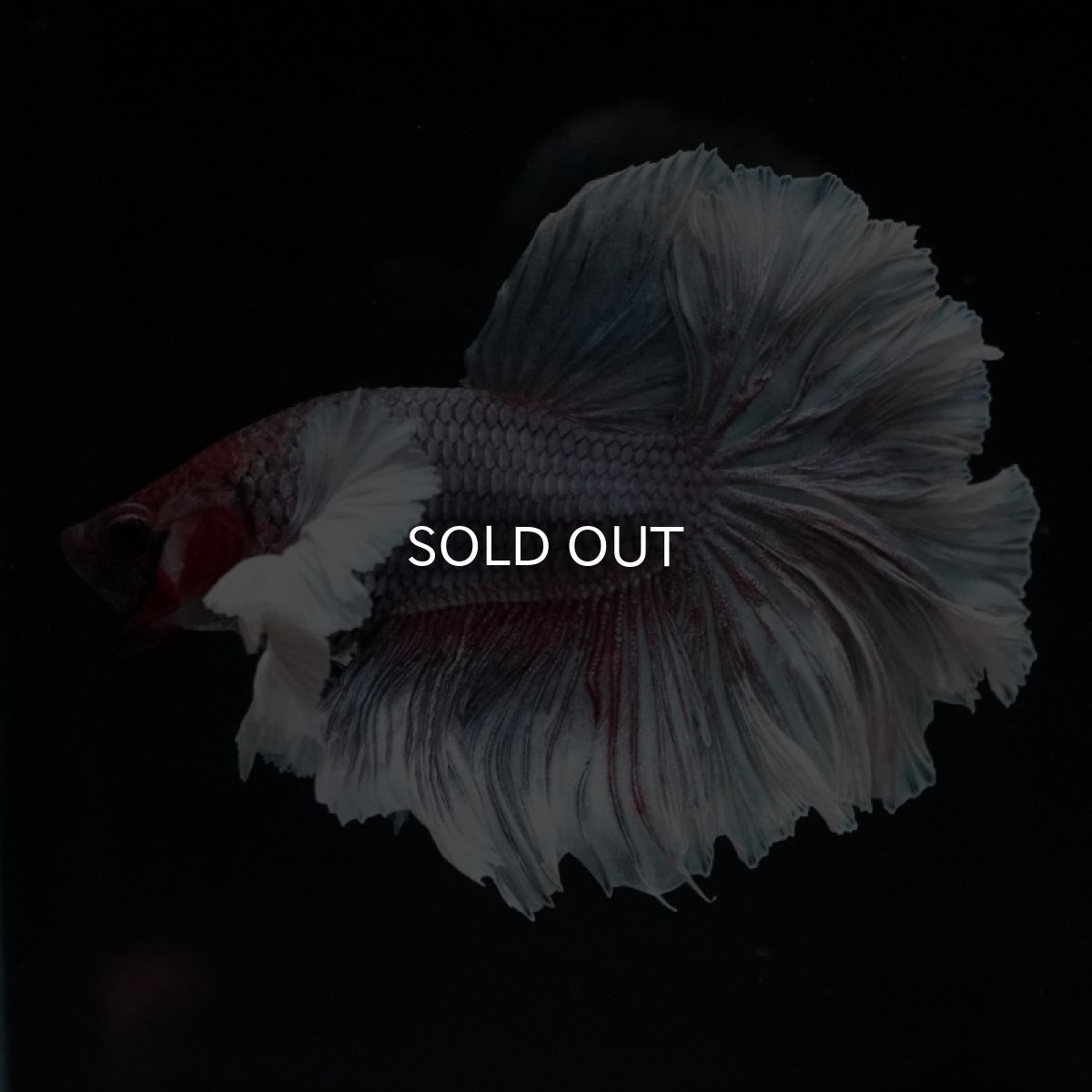 画像2: HM　ダンボ　フェザーテール (2)