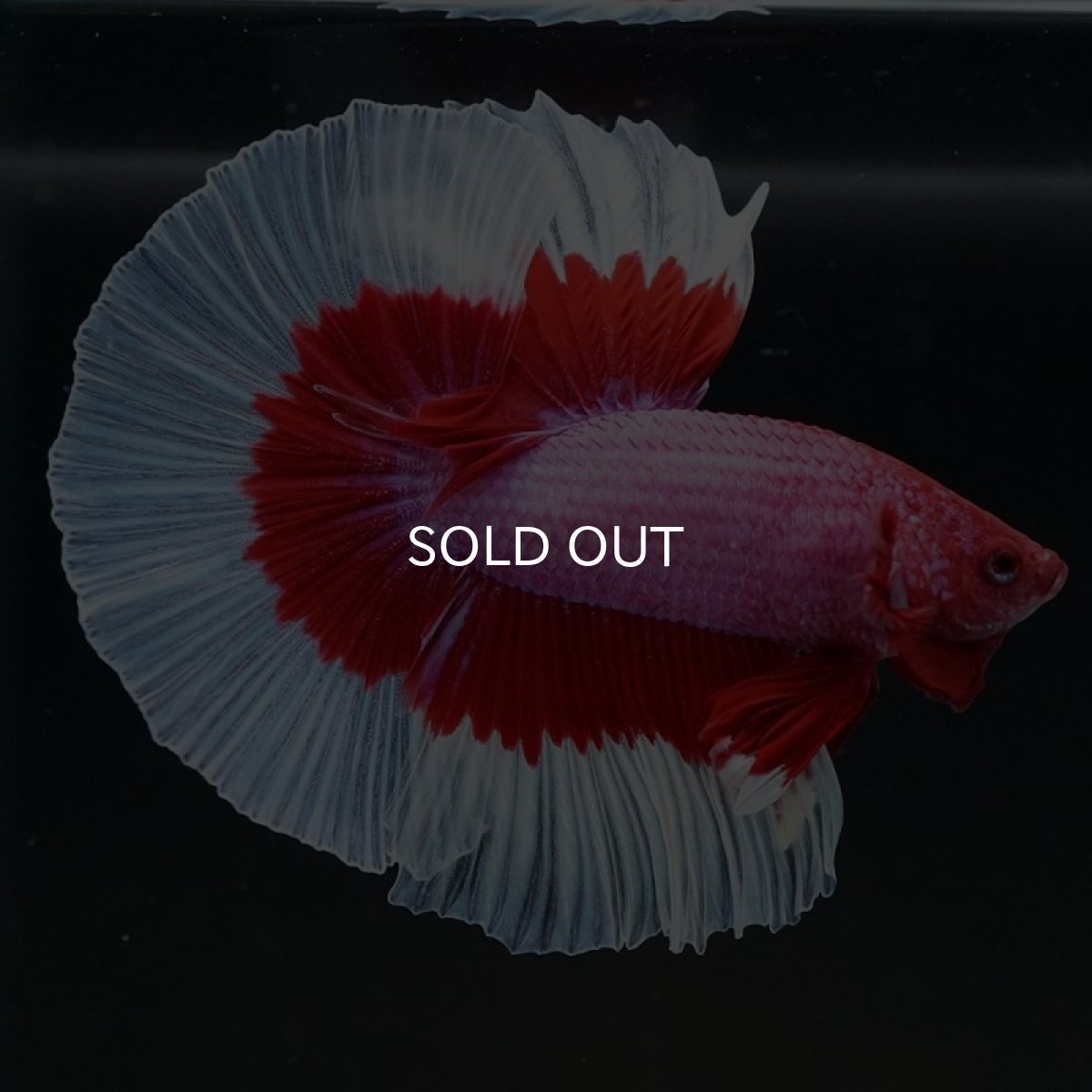 画像3: HM ラベンダーバタフライ (3)