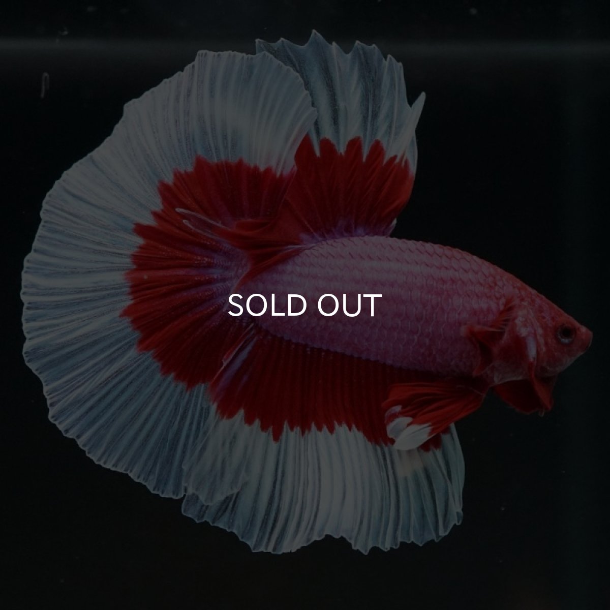 画像9: HM ラベンダーバタフライ (9)