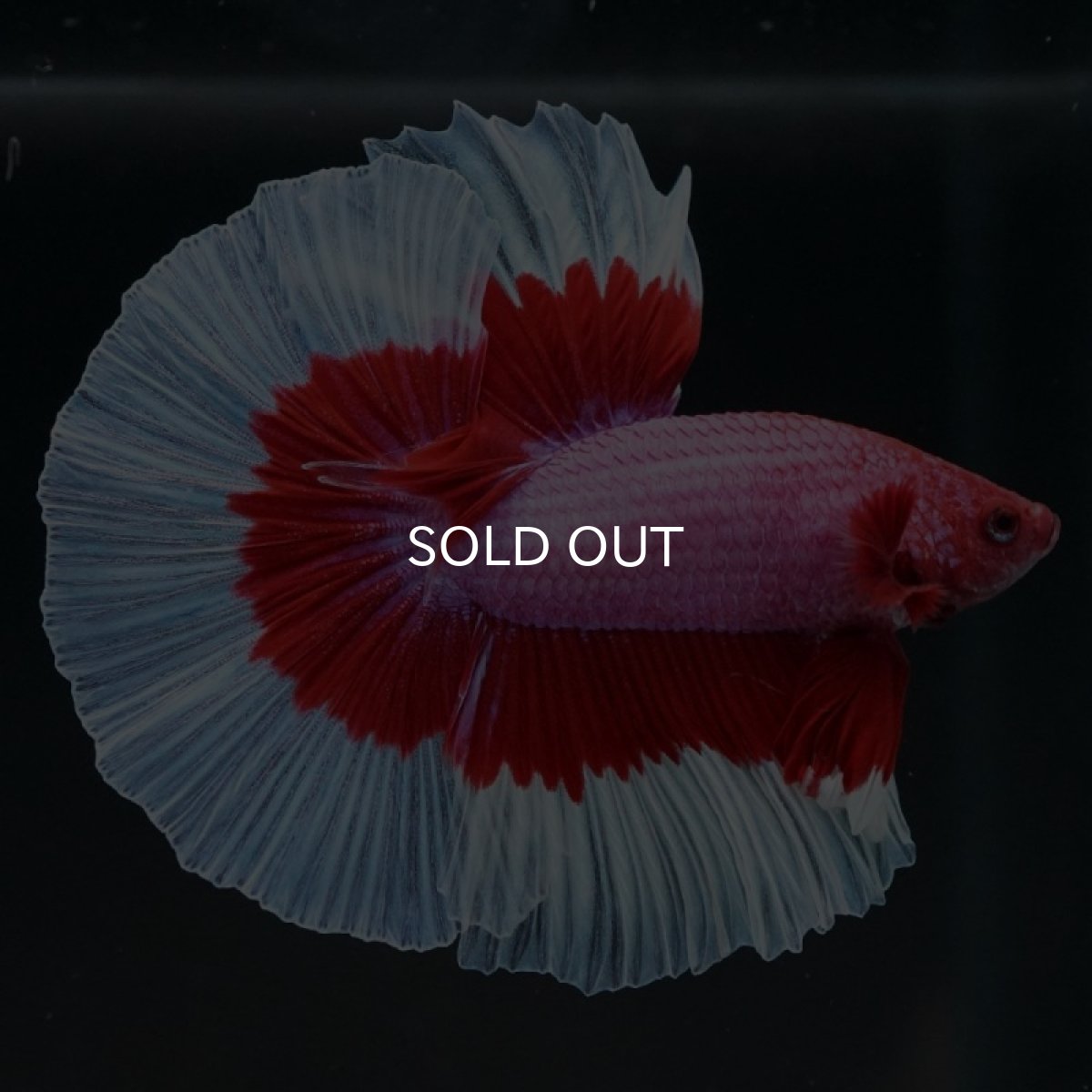 画像8: HM ラベンダーバタフライ (8)