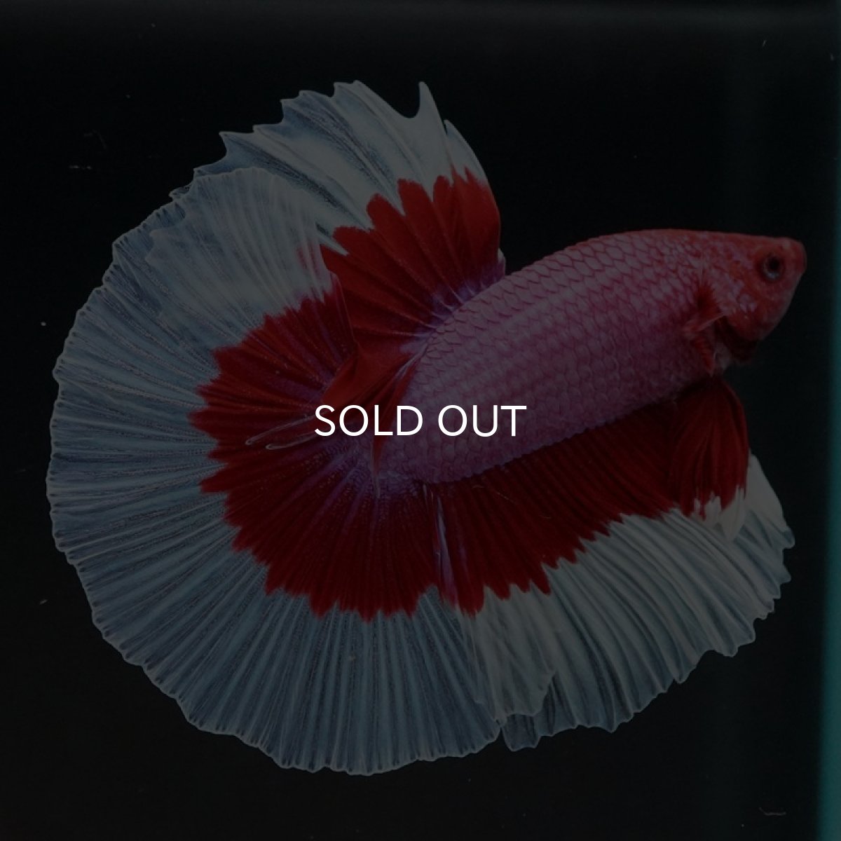 画像7: HM ラベンダーバタフライ (7)