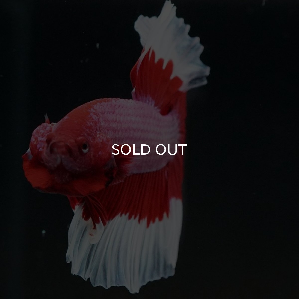 画像6: HM ラベンダーバタフライ (6)