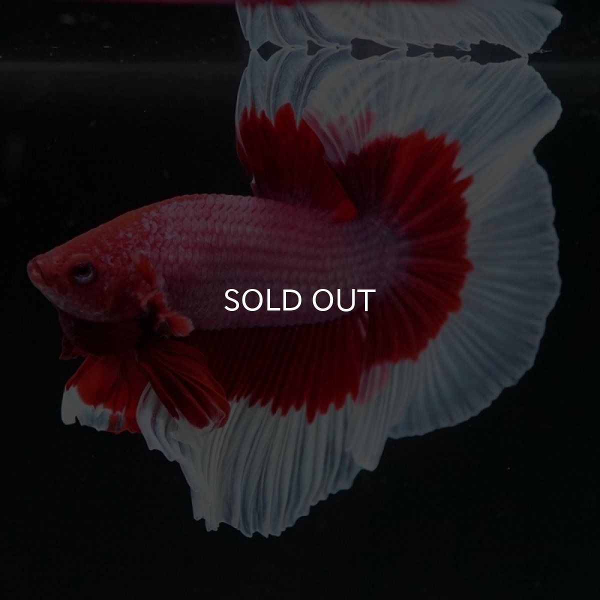 画像2: HM ラベンダーバタフライ (2)