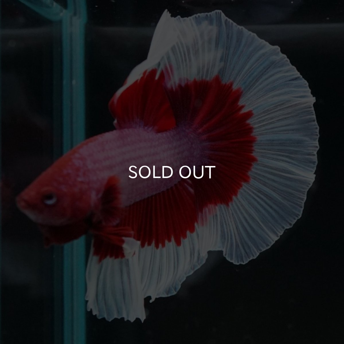 画像5: HM ラベンダーバタフライ (5)