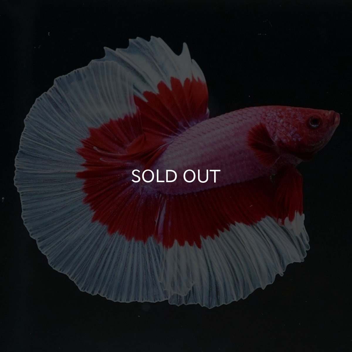 画像4: HM ラベンダーバタフライ (4)