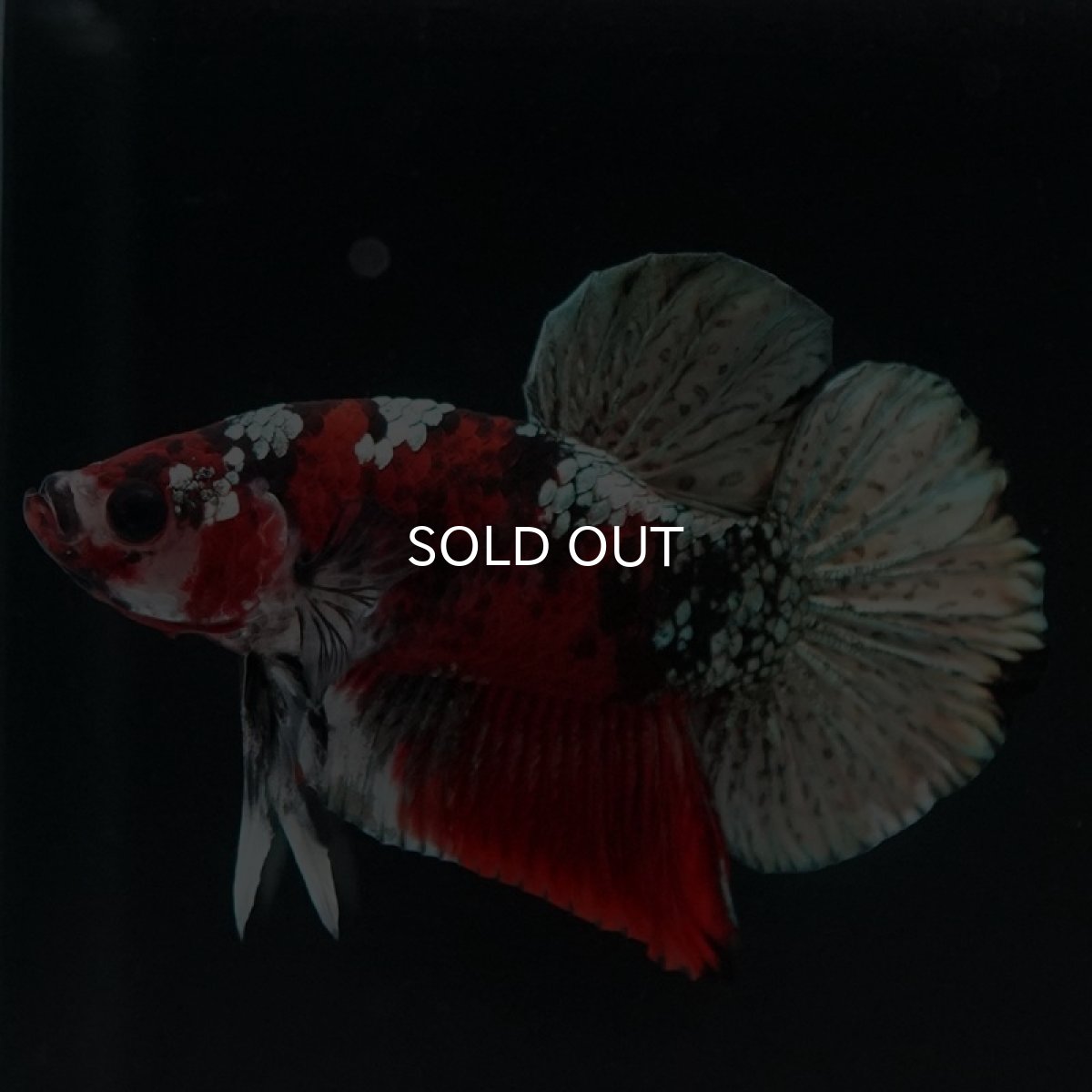 画像5: HMPK　レッドカッパーギャラクシー (5)