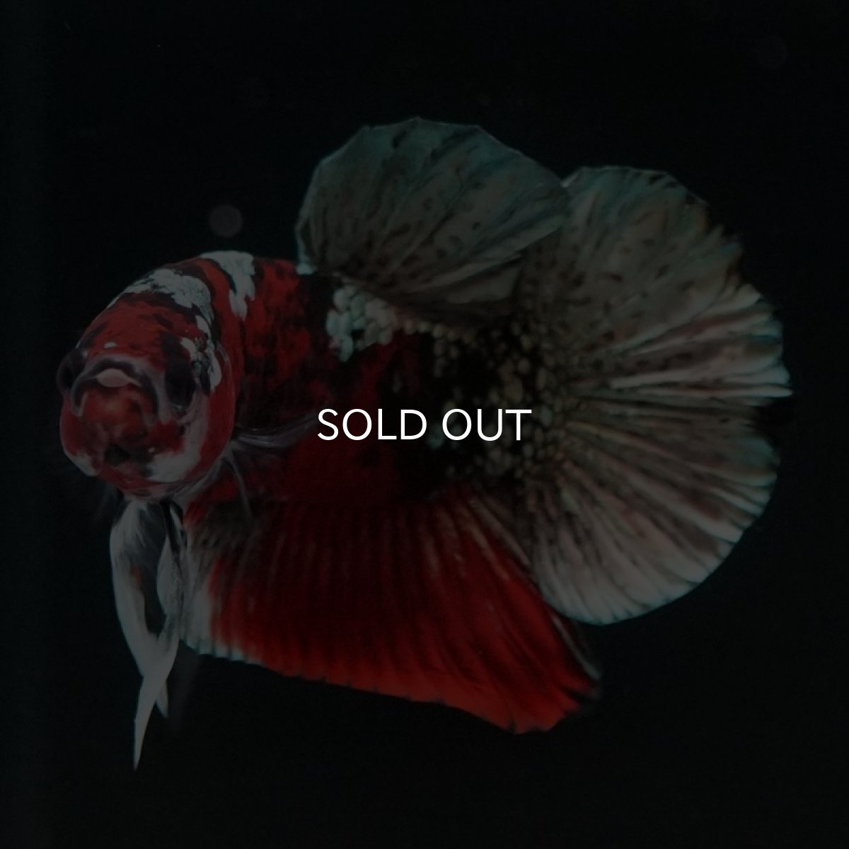 画像4: HMPK　レッドカッパーギャラクシー (4)