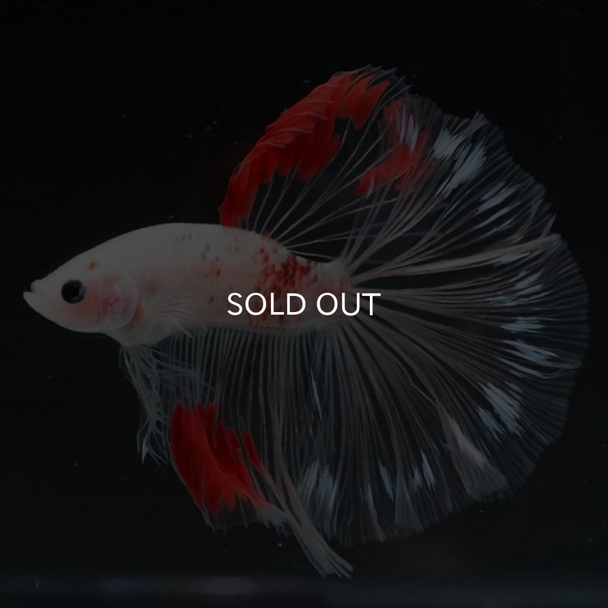 画像3: HM　紅白クリアフィン (3)