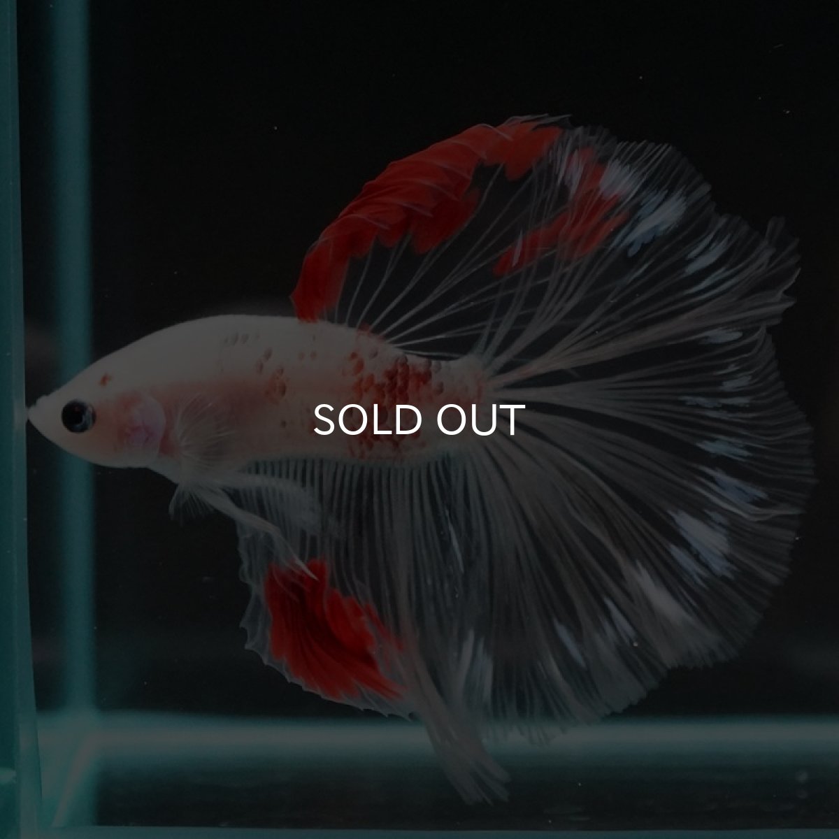 画像8: HM　紅白クリアフィン (8)