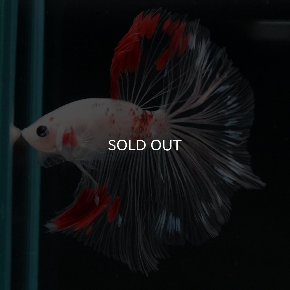 画像7: HM　紅白クリアフィン (7)