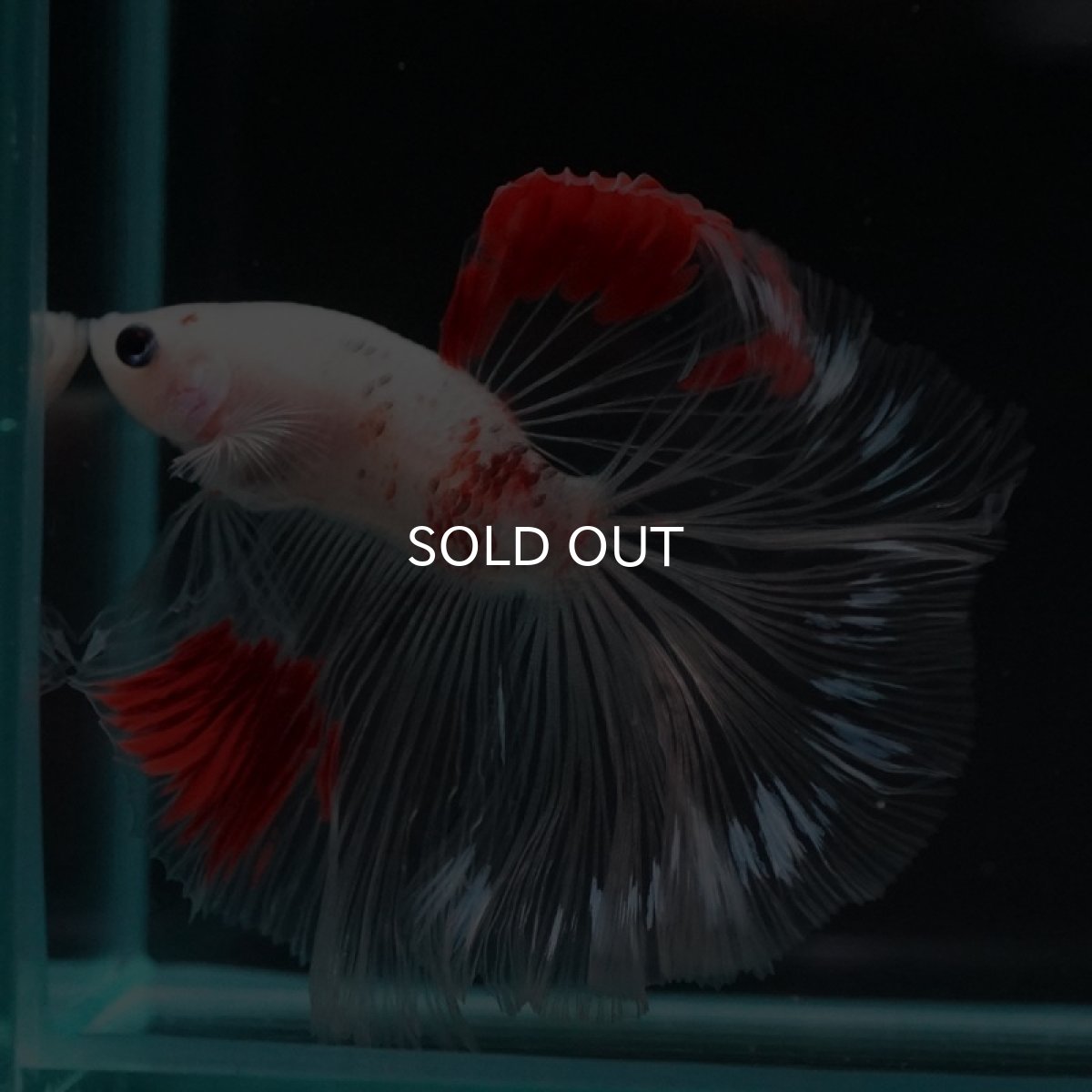 画像6: HM　紅白クリアフィン (6)