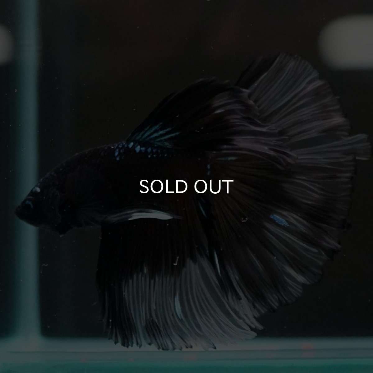 画像3: HM ブルーブラッククリアフィン (3)