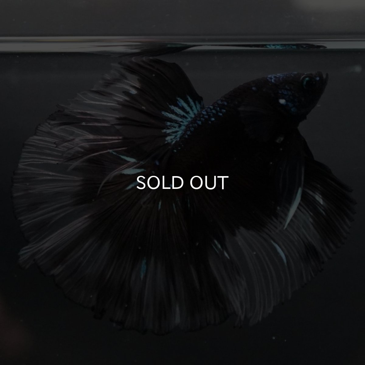 画像7: HM ブルーブラッククリアフィン (7)