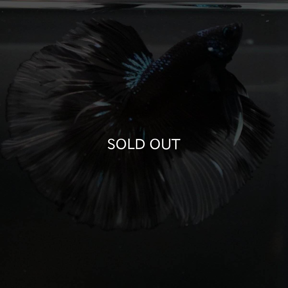 画像6: HM ブルーブラッククリアフィン (6)