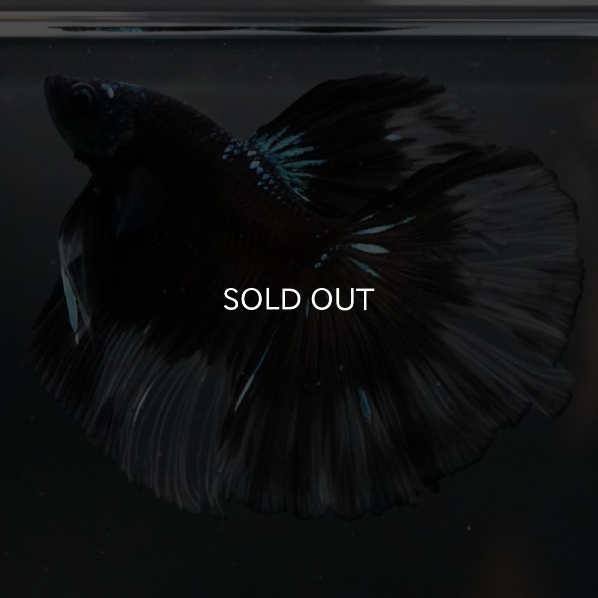 画像2: HM ブルーブラッククリアフィン (2)