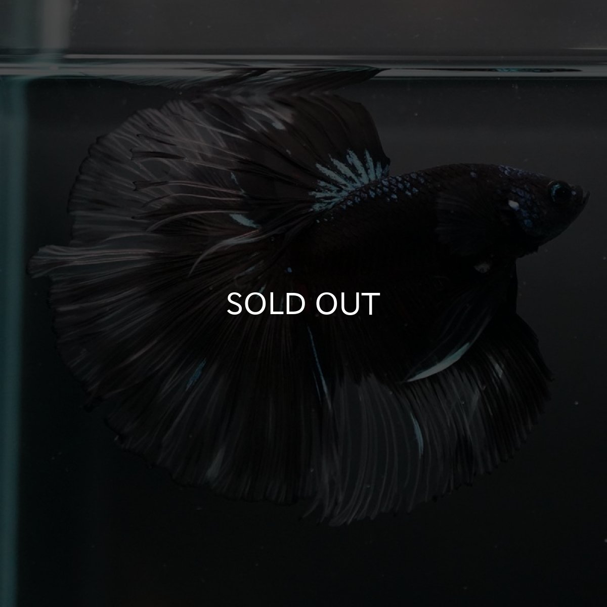 画像5: HM ブルーブラッククリアフィン (5)