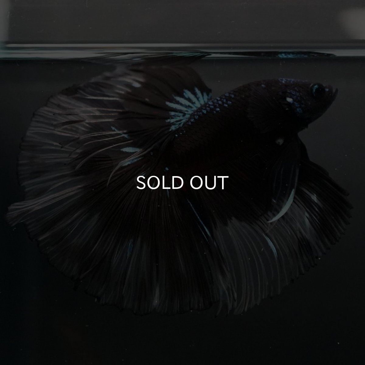 画像4: HM ブルーブラッククリアフィン (4)