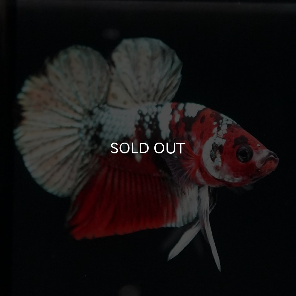 画像2: HMPK　レッドカッパーギャラクシー (2)