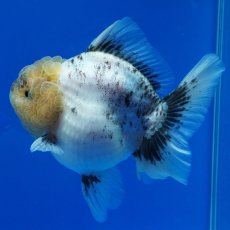 画像12: タイ産　超短オランダ　14cm± (12)