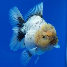 画像9: タイ産　超短オランダ　14cm± (9)