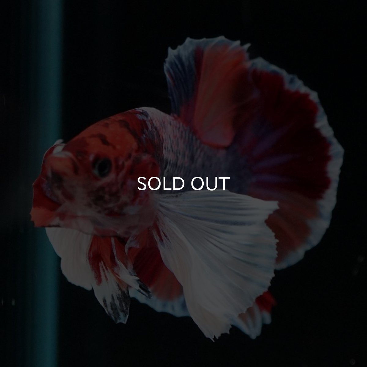 画像10: HMPK　キャンディダンボ (10)