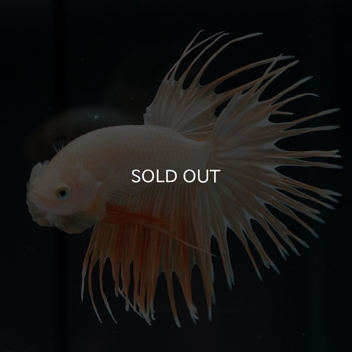 画像6: CT イエローゴールド (6)