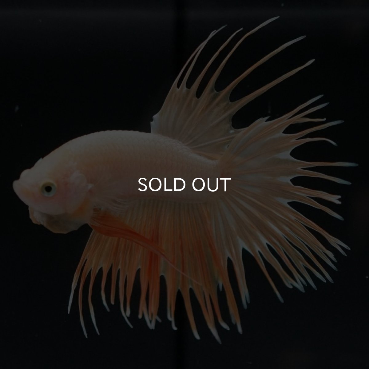 画像5: CT イエローゴールド (5)