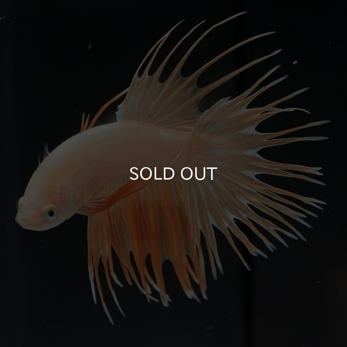 画像4: CT イエローゴールド (4)