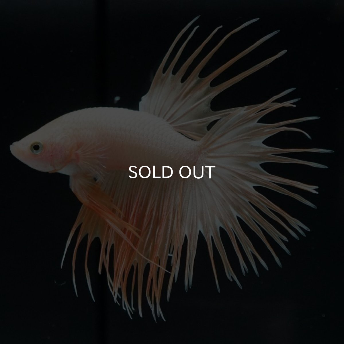 画像3: CT イエローゴールド (3)