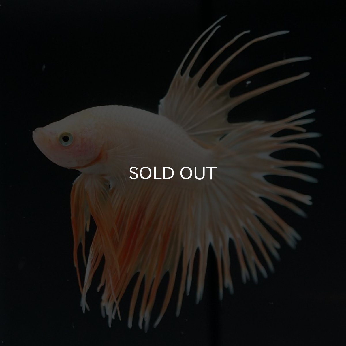 画像2: CT イエローゴールド (2)