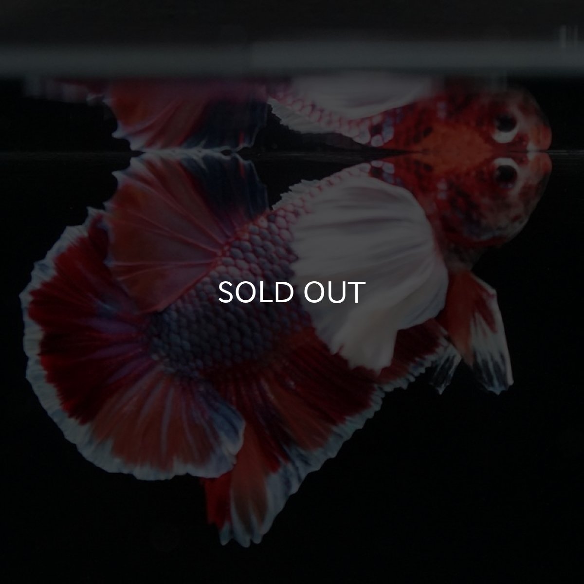 画像8: HMPK　キャンディダンボ (8)