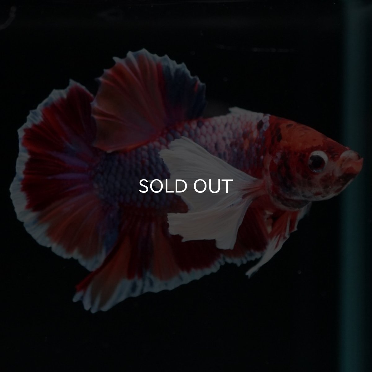 画像7: HMPK　キャンディダンボ (7)